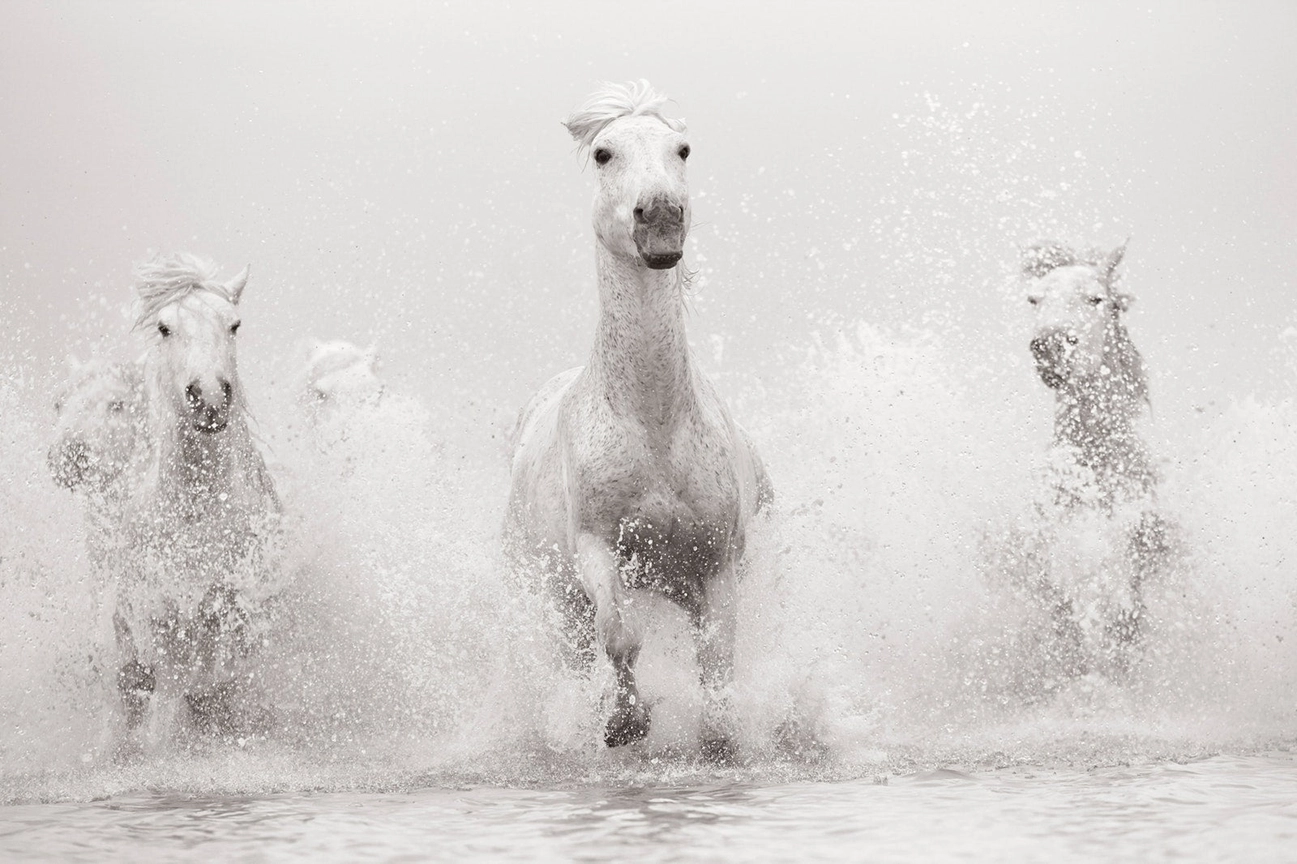 UNTAMED SPIRITS (CAVALOS) - Image 2