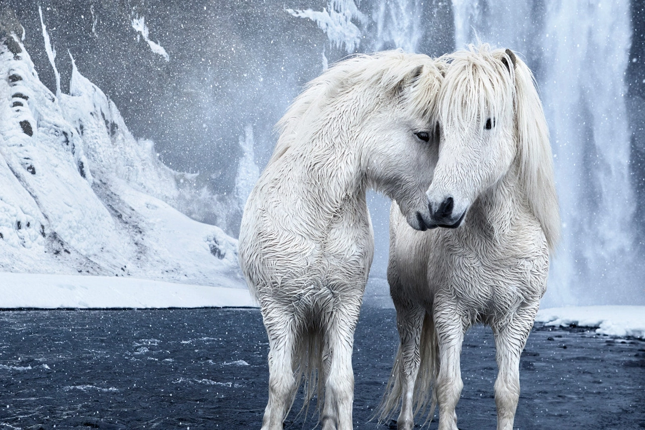 UNTAMED SPIRITS (CAVALOS) - Image 4